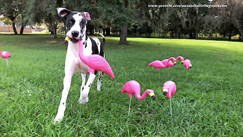 Great Danes Have Fun Getting Flocked By Pink Flamingo Birthday Surprise