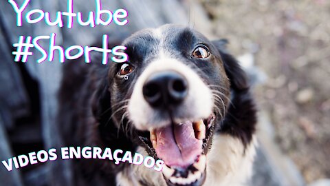 Cães e Gatos engraçados - Melhores Videos 02 #shorts