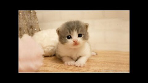 So many cute kittens videos compilation