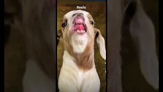 AWW (OMG soo cute MUST watch) 😍🥹 #viral #shorts #funny #trending #soocute