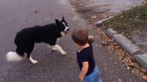 Border Collie and baby playing fetch