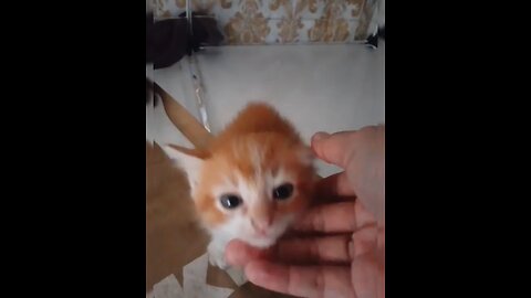 What will happen when you touch angry kitten