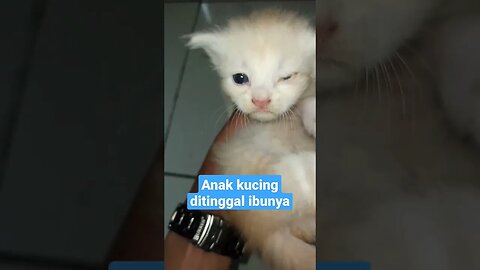 Anak kucing ditinggal ibunya ..😽🥰🥰😽