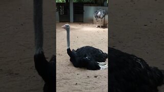 The large bird Ostrich lays eggs in there premises. Get a close up view.