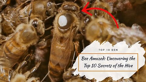 Bee Amazed: Uncovering the Top 10 Secrets of the Hive