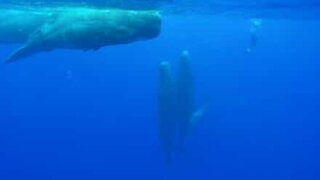 Mergulhadora enfrenta a grandeza de baleias cachalotes