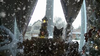 Cats invading Christmas Village