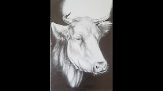 Bull Drawing|pencil tutorial