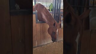 Horse: When is this thing over anyway?