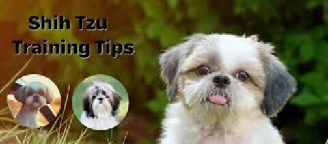 Shih Tzu Puppy training and entainment; Cute Dog actor