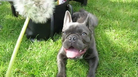 French Bulldog mistakenly eats dandelion