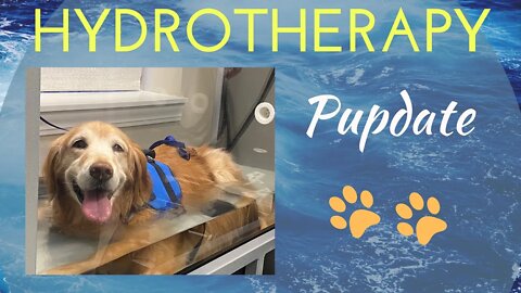 Doggie Water Therapy PUPDATE | Integrated Healing Veterinary | Cushing’s Dog Treatments