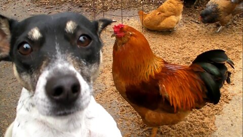 Cute chicken and dog fight