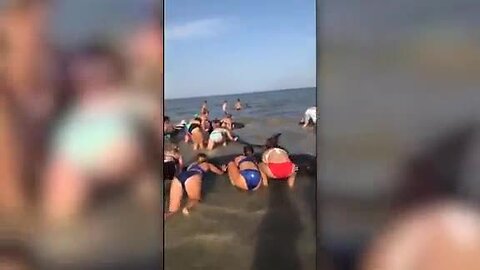 Dozens of beachgoers helped save a pod of beached whales