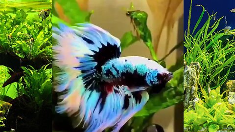 Betta fish beautiful lovely ❤