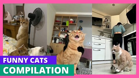 😺🌟 Prepare to LOL with FloofyFunnies' Debut Funny Cats compilation