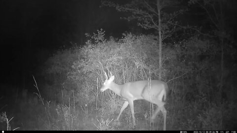 Early October trailcam. Three bucks moving together.