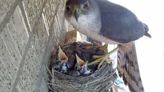 Falcão rouba dois pássaros bebés do ninho