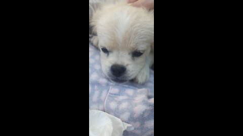 Cutest puppy gets a bellyrub