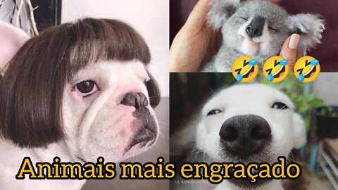 os animais mais engraçado da internet