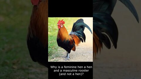 Why is a feminine hen a hen and a masculine rooster (and not a hen)?