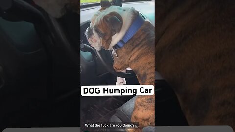 DOG Humping Car Literally