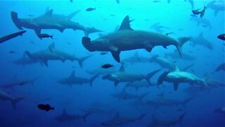 Wall of hammerhead sharks completely surrounds scuba diver