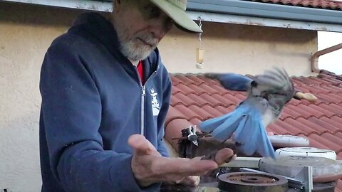 scrub jay feed 2 slomo