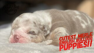 Cutest Merle English Bulldog Puppies!!!
