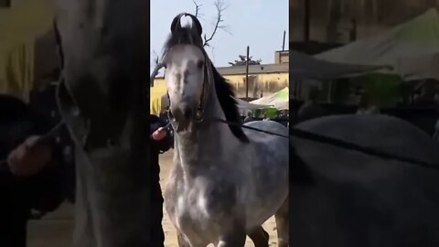 Best Marwari Horse India || Rajasthan