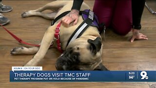 Therapy dogs visit TMC staff