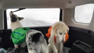 Dog tries to bite windshield wipers