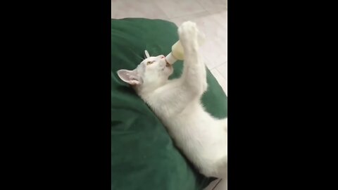 Amazing Cute Cats Funny Viral Clips😹-- #funny Cute