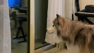 Confused Pup Howls At His Reflection