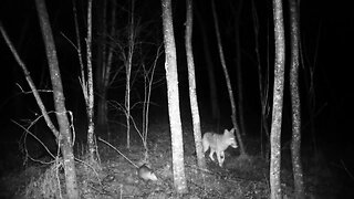 Injured Coyote doesn't care about Opossum, just wants the food