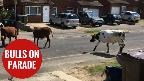 Kent village invaded by nine escaped bulls
