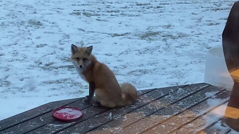 Local Fox Came by for a Visit!!