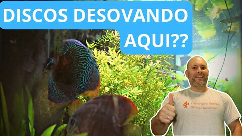 🔴 Acará Disco Desovando em Aquário Comunitário - Será Possível ???