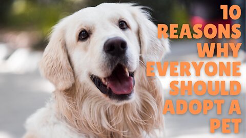 10 reasons why everyone should adopt a pet