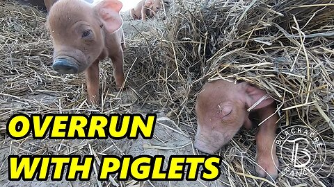 Ep. 293 - THE PIGLETS ARE HERE!!!! Red Wattle Pigs
