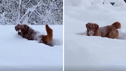 Excited Pup Loves Playing In The Snow