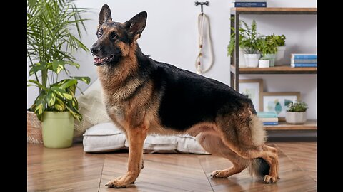 German shepherd dog 🐶 Breed food learning training..!!!