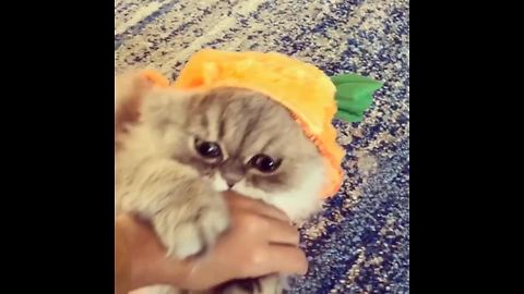 Persian Cat Models A Pumpkin Halloween Costume