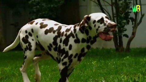 World’s Cutest Dog Breeds
