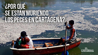Esto dicen las autoridades sobre la mortandad de peces en Cartagena