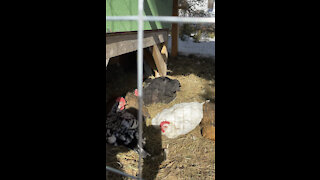 Happy Hens Enjoy A Spring Dustbath At Old McHomos Farm