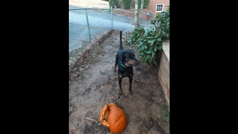 Doberman refuses to leave so new grass can be planted - Minor Doberman Aggression