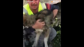 Cãozinho é resgatado com vida após 23 dias sob escombros na Turquia