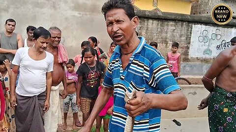 capture a deadly venom snake at lohagram, suripara, Birbhum @dulal123ful