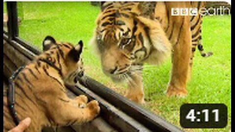 Cubs Meet Adult Tiger for the First Time ,Tigers About The House,